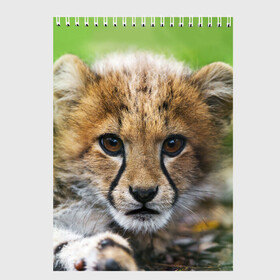 Скетчбук с принтом Котёнок гепарда в Петрозаводске, 100% бумага
 | 48 листов, плотность листов — 100 г/м2, плотность картонной обложки — 250 г/м2. Листы скреплены сверху удобной пружинной спиралью | гепард | дикая кошка | котёнок | кошка | лев | природа | тигр | хищник | ягуар