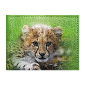 Обложка для студенческого билета с принтом Котёнок гепарда в Петрозаводске, натуральная кожа | Размер: 11*8 см; Печать на всей внешней стороне | гепард | дикая кошка | котёнок | кошка | лев | природа | тигр | хищник | ягуар