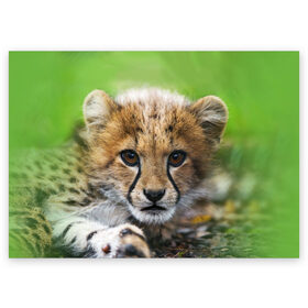 Поздравительная открытка с принтом Котёнок гепарда в Петрозаводске, 100% бумага | плотность бумаги 280 г/м2, матовая, на обратной стороне линовка и место для марки
 | гепард | дикая кошка | котёнок | кошка | лев | природа | тигр | хищник | ягуар