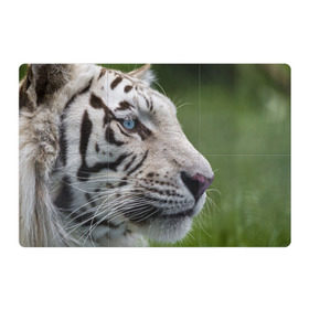 Магнитный плакат 3Х2 с принтом Белый тигр в Петрозаводске, Полимерный материал с магнитным слоем | 6 деталей размером 9*9 см | абессинкая | домашние | животные | кот | котенок | кошка | порода | сиамская | тигр | хищник