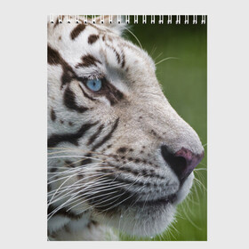 Скетчбук с принтом Белый тигр в Петрозаводске, 100% бумага
 | 48 листов, плотность листов — 100 г/м2, плотность картонной обложки — 250 г/м2. Листы скреплены сверху удобной пружинной спиралью | абессинкая | домашние | животные | кот | котенок | кошка | порода | сиамская | тигр | хищник