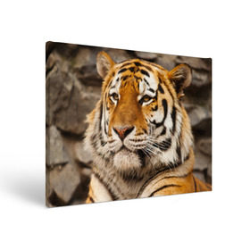 Холст прямоугольный с принтом Тигр в Петрозаводске, 100% ПВХ |  | Тематика изображения на принте: амурский | животные | киса | кот | котенок | кошка | пума | рысь | серый | тигр | хищник
