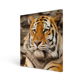 Холст квадратный с принтом Тигр в Петрозаводске, 100% ПВХ |  | амурский | животные | киса | кот | котенок | кошка | пума | рысь | серый | тигр | хищник