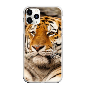 Чехол для iPhone 11 Pro Max матовый с принтом Тигр в Петрозаводске, Силикон |  | Тематика изображения на принте: амурский | животные | киса | кот | котенок | кошка | пума | рысь | серый | тигр | хищник