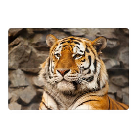 Магнитный плакат 3Х2 с принтом Тигр в Петрозаводске, Полимерный материал с магнитным слоем | 6 деталей размером 9*9 см | амурский | животные | киса | кот | котенок | кошка | пума | рысь | серый | тигр | хищник