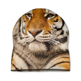 Шапка 3D с принтом Тигр в Петрозаводске, 100% полиэстер | универсальный размер, печать по всей поверхности изделия | Тематика изображения на принте: амурский | животные | киса | кот | котенок | кошка | пума | рысь | серый | тигр | хищник