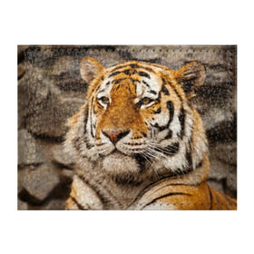 Обложка для студенческого билета с принтом Тигр в Петрозаводске, натуральная кожа | Размер: 11*8 см; Печать на всей внешней стороне | амурский | животные | киса | кот | котенок | кошка | пума | рысь | серый | тигр | хищник