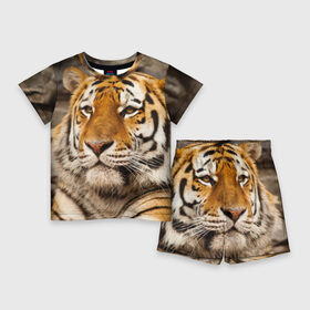 Детский костюм с шортами 3D с принтом Тигр в Петрозаводске,  |  | амурский | животные | киса | кот | котенок | кошка | пума | рысь | серый | тигр | хищник