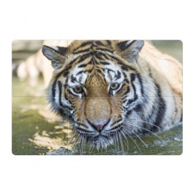 Магнитный плакат 3Х2 с принтом Тигр в Петрозаводске, Полимерный материал с магнитным слоем | 6 деталей размером 9*9 см | Тематика изображения на принте: животные | кошка | лев | тигр | тигренок | тигрица | хищник