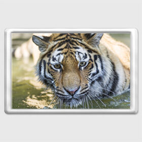 Магнит 45*70 с принтом Тигр в Петрозаводске, Пластик | Размер: 78*52 мм; Размер печати: 70*45 | Тематика изображения на принте: животные | кошка | лев | тигр | тигренок | тигрица | хищник