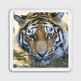 Магнит 55*55 с принтом Тигр в Петрозаводске, Пластик | Размер: 65*65 мм; Размер печати: 55*55 мм | Тематика изображения на принте: животные | кошка | лев | тигр | тигренок | тигрица | хищник