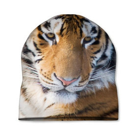 Шапка 3D с принтом Тигр в Петрозаводске, 100% полиэстер | универсальный размер, печать по всей поверхности изделия | амурский | животные | киса | кот | котенок | кошка | пума | рысь | серый | тигр | хищник
