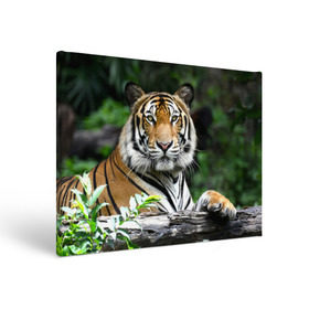 Холст прямоугольный с принтом Тигр в джунглях в Петрозаводске, 100% ПВХ |  | Тематика изображения на принте: амурский | животные | зверь | киса | кот | котенок | кошка | тигр | хищник