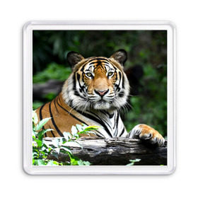Магнит 55*55 с принтом Тигр в джунглях в Петрозаводске, Пластик | Размер: 65*65 мм; Размер печати: 55*55 мм | амурский | животные | зверь | киса | кот | котенок | кошка | тигр | хищник