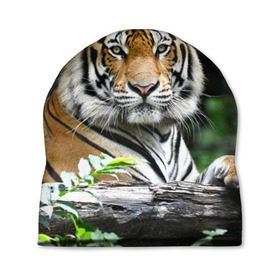 Шапка 3D с принтом Тигр в джунглях в Петрозаводске, 100% полиэстер | универсальный размер, печать по всей поверхности изделия | амурский | животные | зверь | киса | кот | котенок | кошка | тигр | хищник