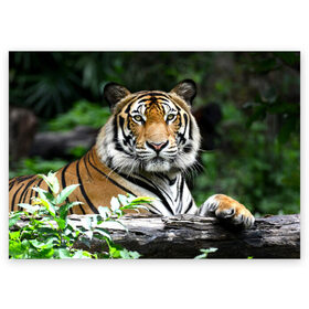 Поздравительная открытка с принтом Тигр в джунглях в Петрозаводске, 100% бумага | плотность бумаги 280 г/м2, матовая, на обратной стороне линовка и место для марки
 | амурский | животные | зверь | киса | кот | котенок | кошка | тигр | хищник