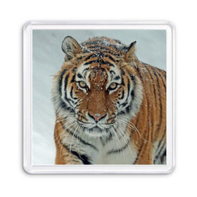Магнит 55*55 с принтом Тигр в Петрозаводске, Пластик | Размер: 65*65 мм; Размер печати: 55*55 мм | амурский | животные | зверь | киса | кот | котенок | кошка | тигр | хищник