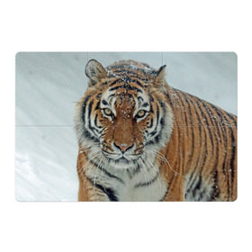 Магнитный плакат 3Х2 с принтом Тигр в Петрозаводске, Полимерный материал с магнитным слоем | 6 деталей размером 9*9 см | Тематика изображения на принте: амурский | животные | зверь | киса | кот | котенок | кошка | тигр | хищник