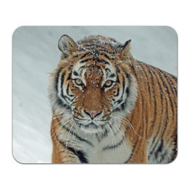 Коврик прямоугольный с принтом Тигр в Петрозаводске, натуральный каучук | размер 230 х 185 мм; запечатка лицевой стороны | Тематика изображения на принте: амурский | животные | зверь | киса | кот | котенок | кошка | тигр | хищник