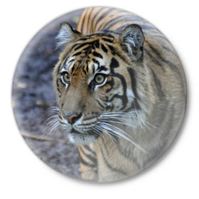 Значок с принтом Тигр в Петрозаводске,  металл | круглая форма, металлическая застежка в виде булавки | Тематика изображения на принте: амурский | животные | зверь | киса | кот | котенок | кошка | тигр | хищник