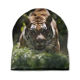 Шапка 3D с принтом Тигр в Петрозаводске, 100% полиэстер | универсальный размер, печать по всей поверхности изделия | амурский | животные | зверь | киса | кот | котенок | кошка | тигр | хищник