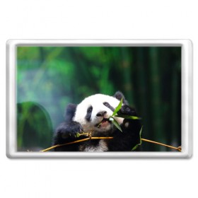 Магнит 45*70 с принтом Панда на ветке в Петрозаводске, Пластик | Размер: 78*52 мм; Размер печати: 70*45 | Тематика изображения на принте: животные | лес | медведь | медвежонок | панда | природа