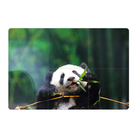 Магнитный плакат 3Х2 с принтом Панда на ветке в Петрозаводске, Полимерный материал с магнитным слоем | 6 деталей размером 9*9 см | животные | лес | медведь | медвежонок | панда | природа