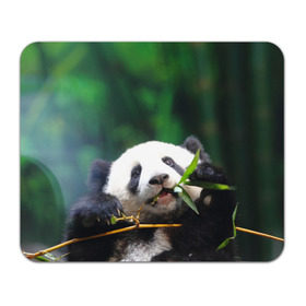 Коврик прямоугольный с принтом Панда на ветке в Петрозаводске, натуральный каучук | размер 230 х 185 мм; запечатка лицевой стороны | Тематика изображения на принте: животные | лес | медведь | медвежонок | панда | природа