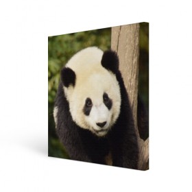 Холст квадратный с принтом Панда на дереве в Петрозаводске, 100% ПВХ |  | Тематика изображения на принте: животные | лес | медведь | медвежонок | панда | природа