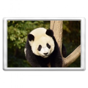 Магнит 45*70 с принтом Панда на дереве в Петрозаводске, Пластик | Размер: 78*52 мм; Размер печати: 70*45 | Тематика изображения на принте: животные | лес | медведь | медвежонок | панда | природа