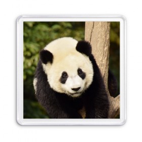 Магнит 55*55 с принтом Панда на дереве в Петрозаводске, Пластик | Размер: 65*65 мм; Размер печати: 55*55 мм | Тематика изображения на принте: животные | лес | медведь | медвежонок | панда | природа