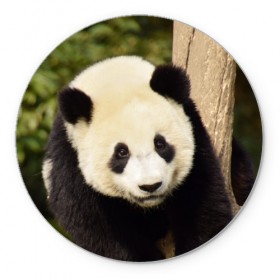 Коврик круглый с принтом Панда на дереве в Петрозаводске, резина и полиэстер | круглая форма, изображение наносится на всю лицевую часть | животные | лес | медведь | медвежонок | панда | природа