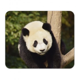 Коврик прямоугольный с принтом Панда на дереве в Петрозаводске, натуральный каучук | размер 230 х 185 мм; запечатка лицевой стороны | Тематика изображения на принте: животные | лес | медведь | медвежонок | панда | природа