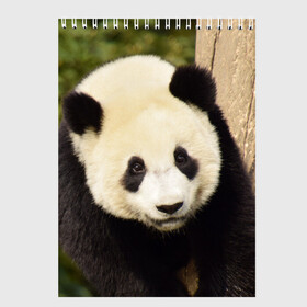 Скетчбук с принтом Панда на дереве в Петрозаводске, 100% бумага
 | 48 листов, плотность листов — 100 г/м2, плотность картонной обложки — 250 г/м2. Листы скреплены сверху удобной пружинной спиралью | животные | лес | медведь | медвежонок | панда | природа