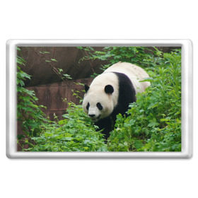 Магнит 45*70 с принтом Панда в лесу в Петрозаводске, Пластик | Размер: 78*52 мм; Размер печати: 70*45 | Тематика изображения на принте: животные | лес | медведь | медвежонок | панда | природа