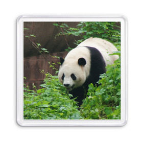 Магнит 55*55 с принтом Панда в лесу в Петрозаводске, Пластик | Размер: 65*65 мм; Размер печати: 55*55 мм | Тематика изображения на принте: животные | лес | медведь | медвежонок | панда | природа