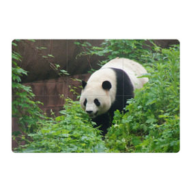 Магнитный плакат 3Х2 с принтом Панда в лесу в Петрозаводске, Полимерный материал с магнитным слоем | 6 деталей размером 9*9 см | Тематика изображения на принте: животные | лес | медведь | медвежонок | панда | природа
