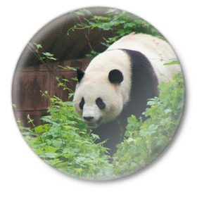 Значок с принтом Панда в лесу в Петрозаводске,  металл | круглая форма, металлическая застежка в виде булавки | животные | лес | медведь | медвежонок | панда | природа