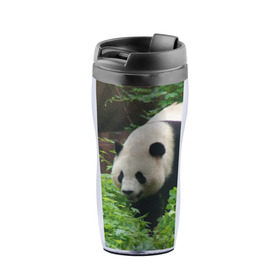 Термокружка-непроливайка с принтом Панда в лесу в Петрозаводске, внутренняя часть — пищевой пластик, наружная часть — прозрачный пластик, между ними — полиграфическая вставка с рисунком | объем — 350 мл, герметичная крышка | животные | лес | медведь | медвежонок | панда | природа
