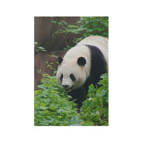 Обложка для паспорта матовая кожа с принтом Панда в лесу в Петрозаводске, натуральная матовая кожа | размер 19,3 х 13,7 см; прозрачные пластиковые крепления | животные | лес | медведь | медвежонок | панда | природа