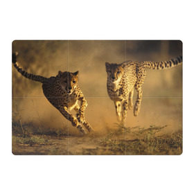 Магнитный плакат 3Х2 с принтом Гепард в Петрозаводске, Полимерный материал с магнитным слоем | 6 деталей размером 9*9 см | амурский | гепард | животные | зверь | киса | кот | котенок | кошка | лев | леопард | пума | рысь | серый | тигр | тигренок | хищник