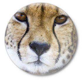 Значок с принтом Гепард в Петрозаводске,  металл | круглая форма, металлическая застежка в виде булавки | Тематика изображения на принте: амурский | гепард | животные | зверь | киса | кот | котенок | кошка | лев | леопард | пума | рысь | серый | тигр | тигренок | хищник