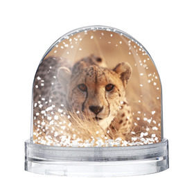 Снежный шар с принтом Гепард в Петрозаводске, Пластик | Изображение внутри шара печатается на глянцевой фотобумаге с двух сторон | амурский | гепард | животные | зверь | киса | кот | котенок | кошка | лев | леопард | пума | рысь | серый | тигр | тигренок | хищник