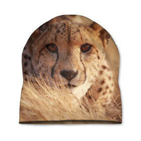 Шапка 3D с принтом Гепард в Петрозаводске, 100% полиэстер | универсальный размер, печать по всей поверхности изделия | амурский | гепард | животные | зверь | киса | кот | котенок | кошка | лев | леопард | пума | рысь | серый | тигр | тигренок | хищник