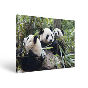 Холст прямоугольный с принтом Семейка панд в Петрозаводске, 100% ПВХ |  | Тематика изображения на принте: бамбук | животное | зверь | косолапый | лес | медведи | медведь | миша | мишка | мишутка | млекопитающее | панда | природа | трое