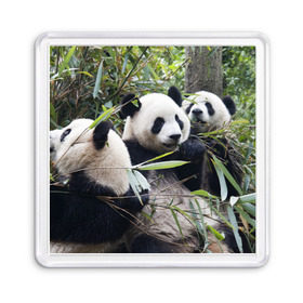 Магнит 55*55 с принтом Семейка панд в Петрозаводске, Пластик | Размер: 65*65 мм; Размер печати: 55*55 мм | Тематика изображения на принте: бамбук | животное | зверь | косолапый | лес | медведи | медведь | миша | мишка | мишутка | млекопитающее | панда | природа | трое