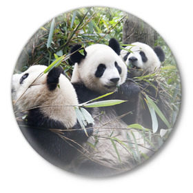 Значок с принтом Семейка панд в Петрозаводске,  металл | круглая форма, металлическая застежка в виде булавки | Тематика изображения на принте: бамбук | животное | зверь | косолапый | лес | медведи | медведь | миша | мишка | мишутка | млекопитающее | панда | природа | трое