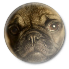 Значок с принтом Мопс в Петрозаводске,  металл | круглая форма, металлическая застежка в виде булавки | бульдог | мопс | мопсик | мопсы | пес | песик | песики | собака | собаки | собачка
