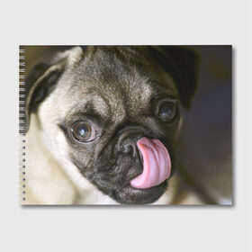 Альбом для рисования с принтом Мопс в Петрозаводске, 100% бумага
 | матовая бумага, плотность 200 мг. | бульдог | мопс | мопсик | мопсы | пес | песик | песики | собака | собаки | собачка