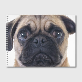 Альбом для рисования с принтом Мопс в Петрозаводске, 100% бумага
 | матовая бумага, плотность 200 мг. | бульдог | мопс | мопсик | мопсы | пес | песик | песики | собака | собаки | собачка
